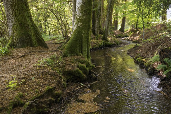 Stream and hiking trail in the forest, Heidenwuhr, Rickenbach, Hotzenwald, Southern Black Forest,
