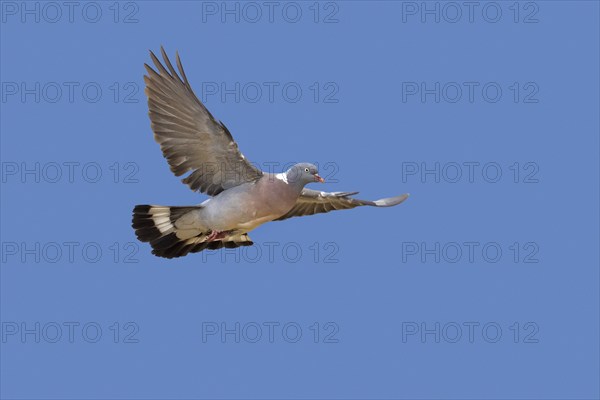 Common wood pigeon (Columba palumbus) in flight against blue sky