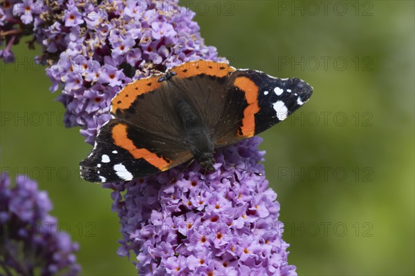 Red admiral butterfly (Vanessa atalanta) adult insect feeding on a purple garden Buddleja flower,