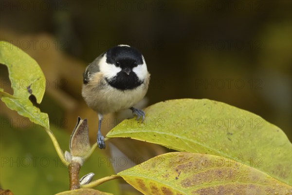 Coal tit (Periparus ater) adult bird amongst autumnal leaves of a garden Magnolia tree in the