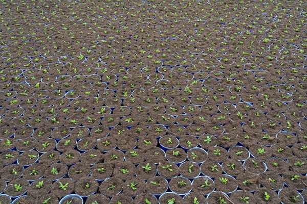 Horticultural business, greenhouse, flower pots, young plants, cape daisies, osteospermum, growing