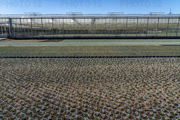 Horticultural business, greenhouse and open-air, various types of potted plants are grown here to