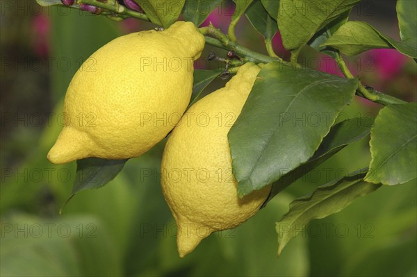 Lemons on the bush, lemon tree, fruit, fruits, Spain, Europe