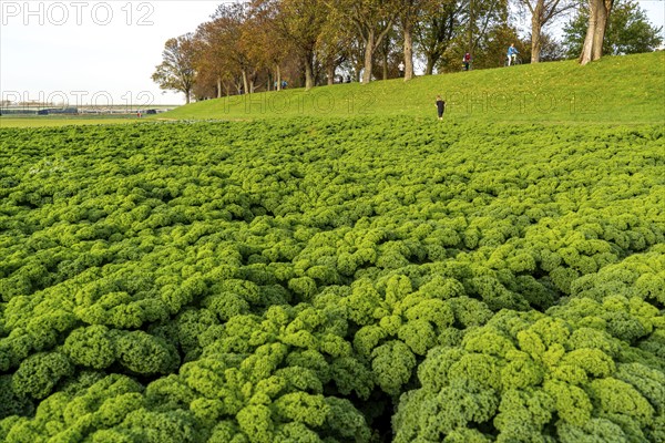 Kale field, growing area in the south of Düsseldorf, Volmerswerth district, on the Rhine, North