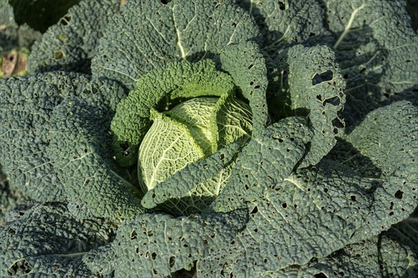 Agriculture, Savoy cabbage heads growing in a field