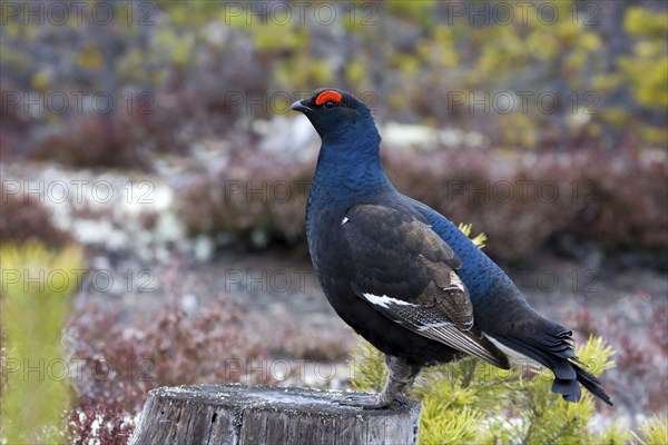 Black grouse, black grouse, courtship display, (Lyrurus tetrix), Sweden, Hamra, Hamra, Sweden,