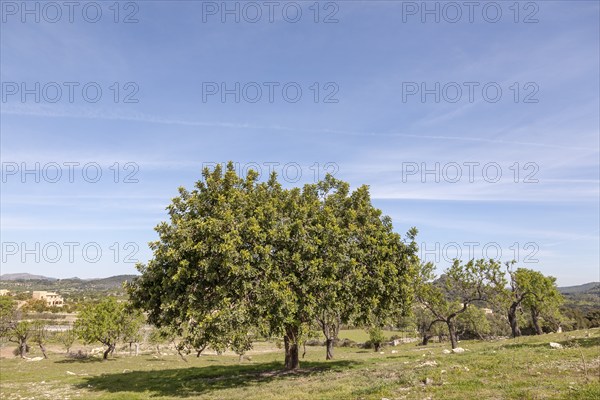 Holm oak (Quercus ilex), Majorca, Balearic Islands, Spain, Europe