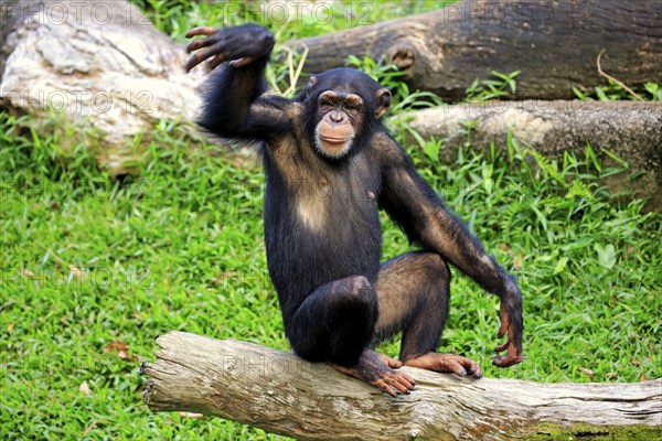 Chimpanzee (Pan troglodytes troglodytes), subadult, half-grown, imposing behaviour