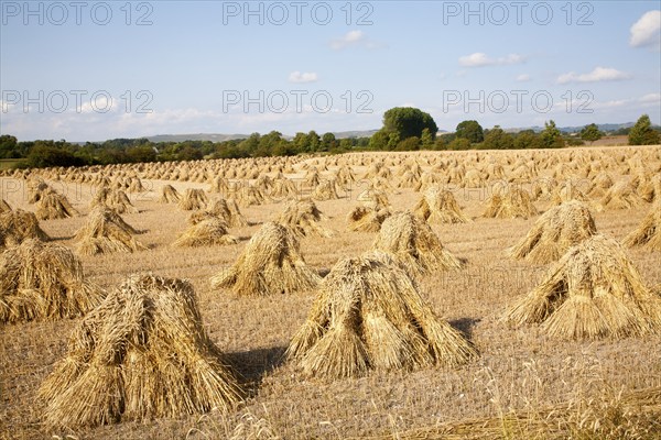 Wheat stooks harvested for thatching standing drying in a field after harvesting, Marden,