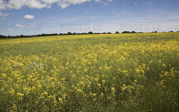 Yellow flowers of oil seed rape crop growing in a field, Suffolk, England, United Kingdom, Europe