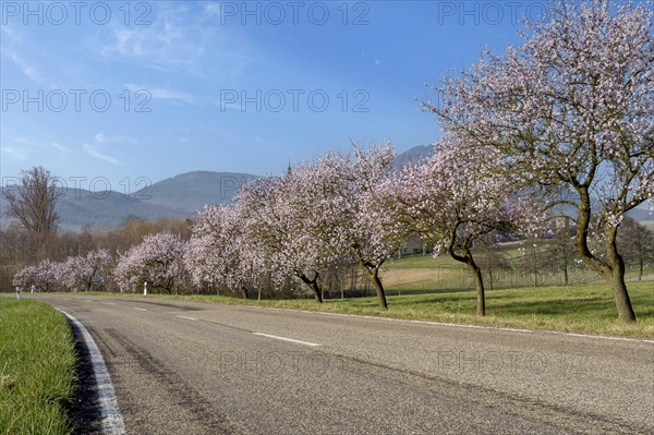 Almond blossom, almond tree (Prunus dulcis), Siebeldingen, German Wine Route, also Southern Wine