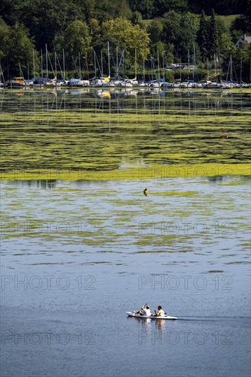 Green carpet of plants on Lake Baldeney in Essen, proliferating aquatic plant Elodea, waterweed, an