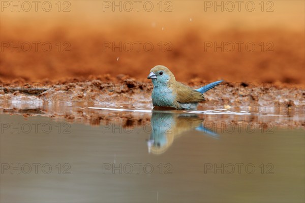 Angolan butterfly finch (Uraeginthus angolensis), blue-eared butterfly finch, adult, at the water,
