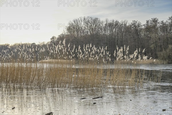 Reeds, shore zone, Grunewaldsee, Grunewald, Charlottenburg-Wilmersdorf, Berlin, Germany, Europe