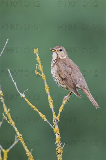Song thrush (Turdus philomelos), Lower Saxony, Germany, Europe