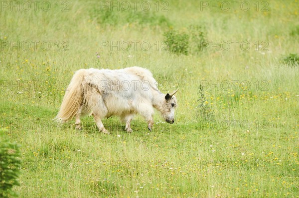 Wild yak (Bos mutus) standing on a meadow, tirol, Kitzbühel, Wildpark Aurach, Austria, Europe