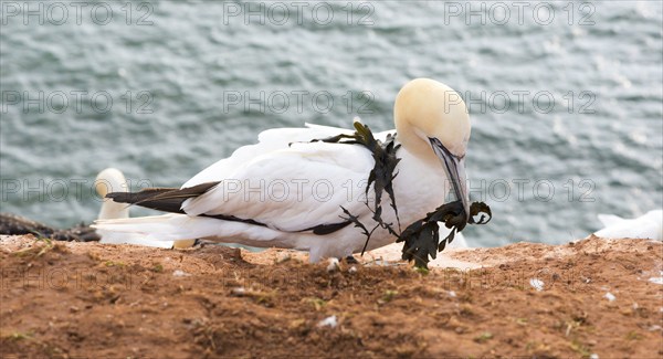 Northern gannet (Morus bassanus) (synonym: Sula bassana) sitting with algae as nesting material in