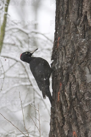 Black woodpecker (Dryocopus martius) on a tree, winter, Saxony, Germany, Europe