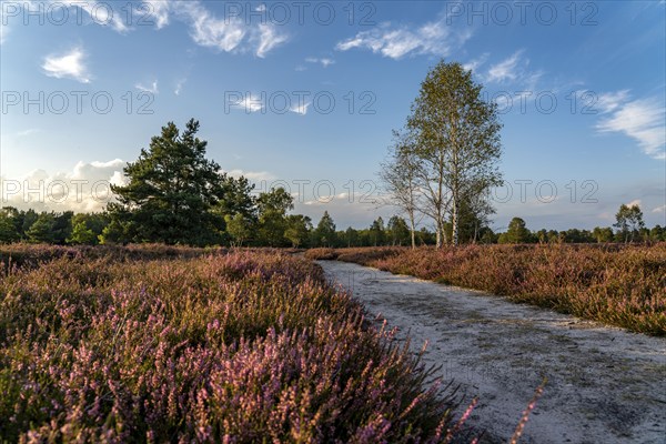 Osterheide, heather blossom of the broom heather, in the Lüneburg Heath nature reserve, Lower