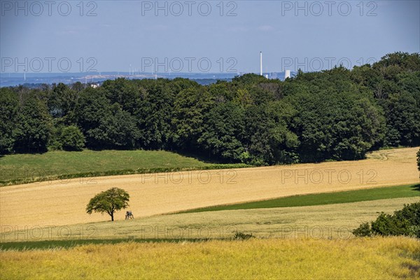 Elfringhauser Schweiz, city limits Hattingen Sprockhövel, single standing tree on a field, high