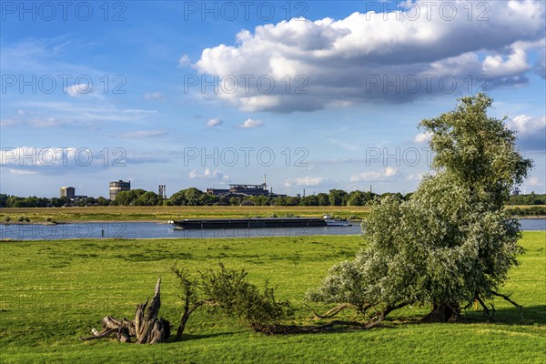 Rhine meadows near Duisburg-Baerl, on the other side of the Rhine the Thyssenkrupp Steel steelworks
