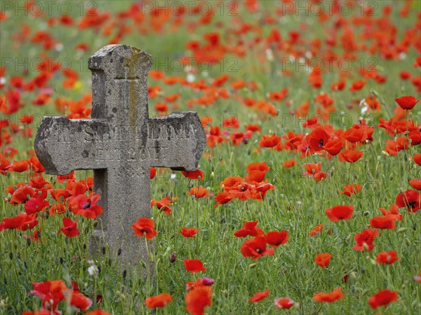 Poppy, poppy, cemetery, gravestone, cross, flowers, poppies, Tiszaalp-r, Kiskuns-gi National Park,