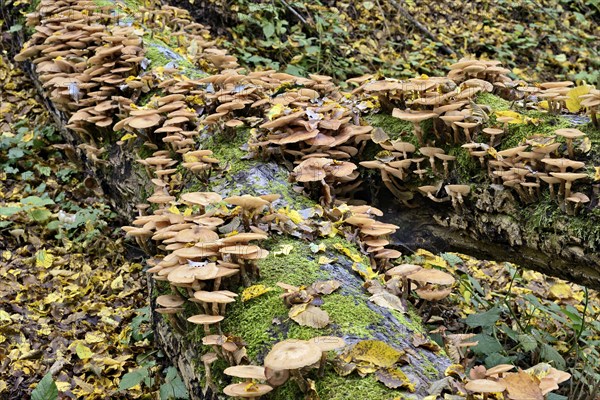 Lamellar fungi growing on a mossy deadwood, Dortebach valley, Moselle, Rhineland-Palatinate,