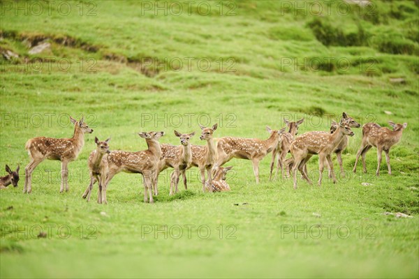 Red deer (Cervus elaphus) fawns standing on a meadow in the mountains in tirol, herd, Kitzbühel,