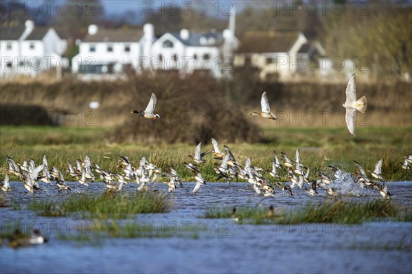 Eurasian Wigeon, (Mareca penelope) birds in flight over marshes and Peregrine Falcon (Falco