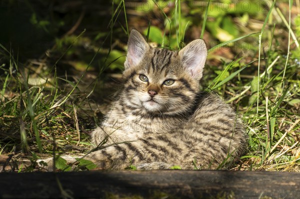 A tabby kitten sits in the forest on mossy ground, surrounded by grass and leaves, wildcat (Felis