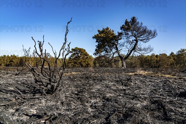 Consequences of a forest fire in the German-Dutch border region near Niederkrüchten-Elmpt, in the