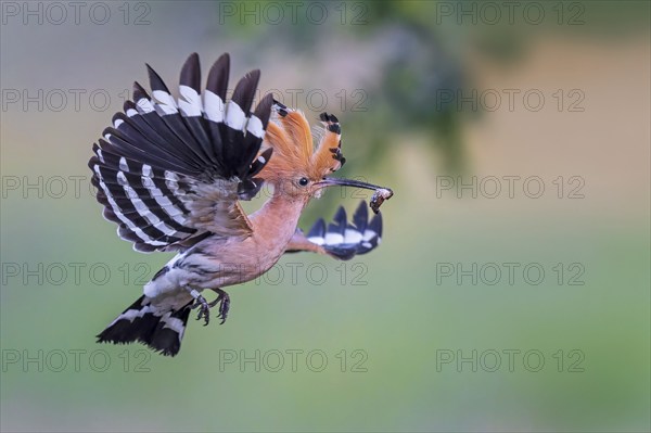 Hoopoe (Upupa epops) Bird of the Year 2022, with beetle larva as prey, erect cap, sunrise, golden