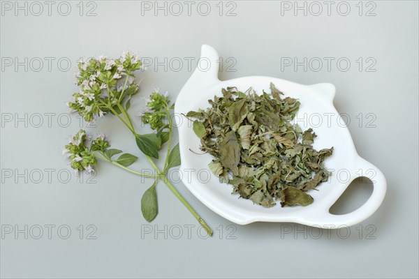 Dried oregano in pod and a sprig of flowering oregano, Origanum vulgare