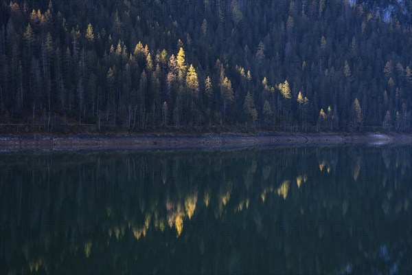 The lakeshore at Vorderer Gosausee in the morning in autumn. Sun spot on yellow larches. Reflection