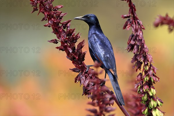 Red-winged starling (Onychognathus morio), adult, male, foraging, on honeybush (Melianthus major),
