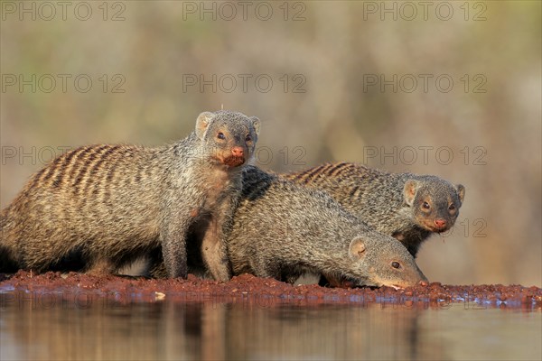 Zebra mongoose (Mungos mungo), adult, group, at the water, drinking, Kruger National Park, Kruger