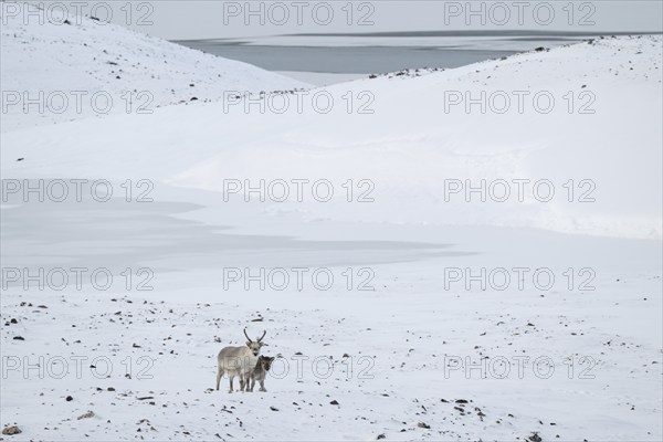 Spitsbergen reindeer with calf in a wintery snowy landscape, Snaddvika Bay, Murchisonfjord,