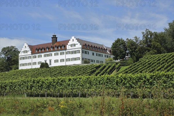 Baroque Hersberg Castle with vineyards, Immenstaad, Obersee, Lake Constance, Lake Constance region,