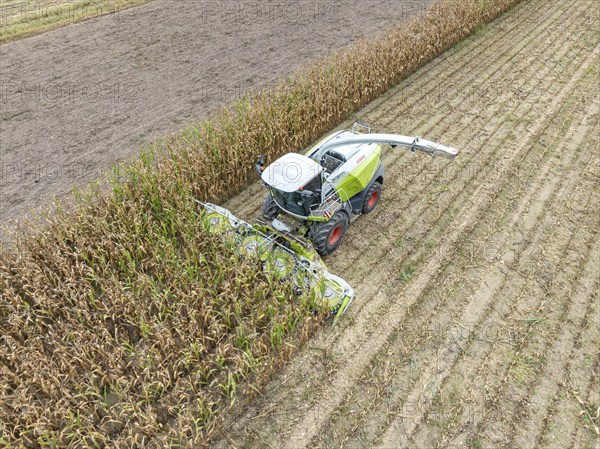 A forage harvester on a maize field, maize harvest, silage, forage maize, fodder for dairy cows,