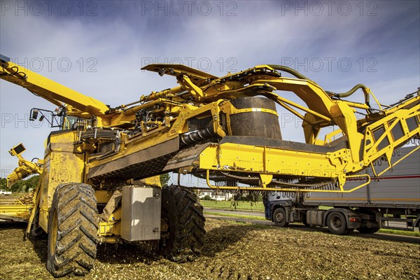 Palatinate: A loading mouse loads the sugar beet ready for collection onto a lorry in a field near