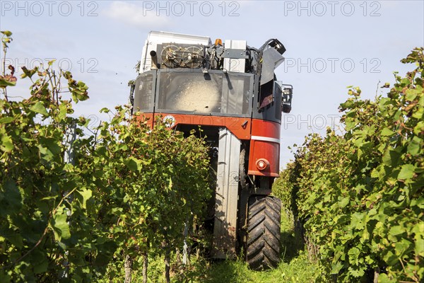 Harvest of Sankt Laurent red wine grapes in the Palatinate