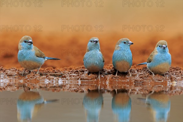 Blue-winged Oriole (Uraeginthus angolensis), Angola Butterfly Finch, adult, four birds, at the