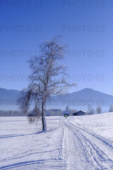 Winter near Sindelsdorf in the Benediktbeurer Moor, Tölzer Land, Upper Bavaria, Bavaria, Germany,