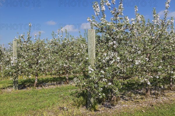 Orchard of Malus domestica, Apple trees with white flower blossoms in spring, Quebec, Canada, North