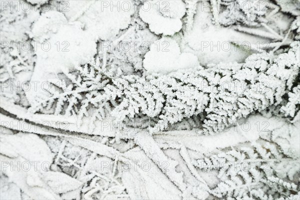 Fern leaves and grass covered with hoarfrost. Abstract floral background, garden and winter concept