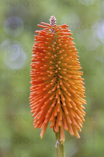 Torch lily (Kniphofia), also known as rocket flower, Brittany, France, Europe