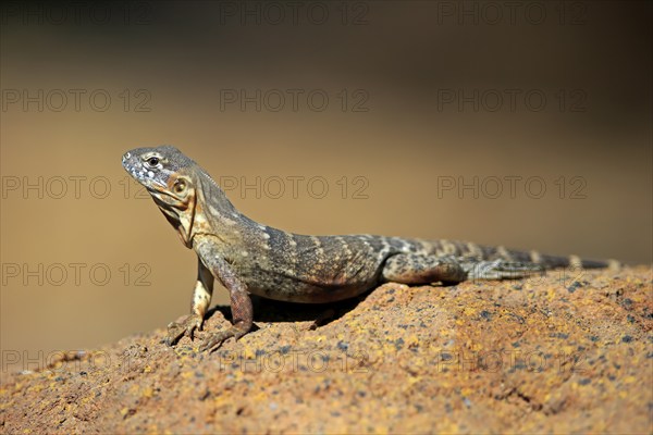 East Mexican Black Iguana, (Ctenosaura acanthura), adult, on rocks, foraging, warming up,