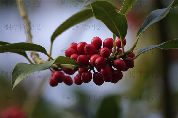 Holly (Ilex aquifolium), with red berries, winter, Saxony, Germany, Europe