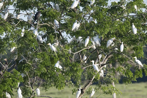 Western Cattle Egrets, Bubulcus ibis, roosting in a tree, late afternoon, Amazon Basin, Brazil,