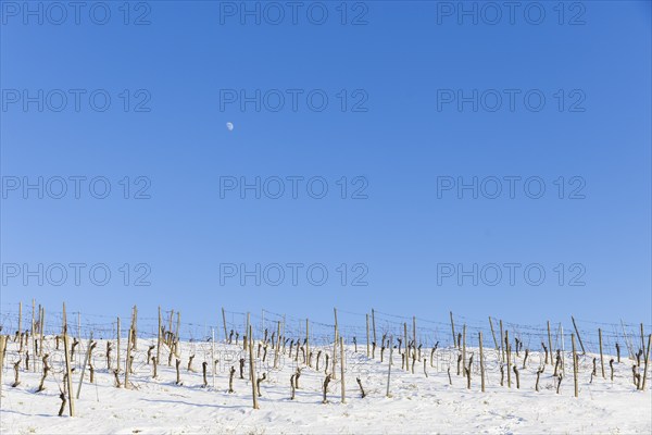 The Höflößnitz vineyard is also a popular excursion destination in winter. Snow-covered vineyard,